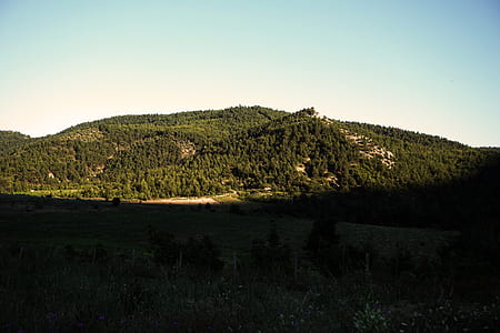 green trees on a hill thumbnail