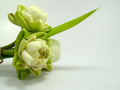 close-up photo of white lotus flowers thumbnail