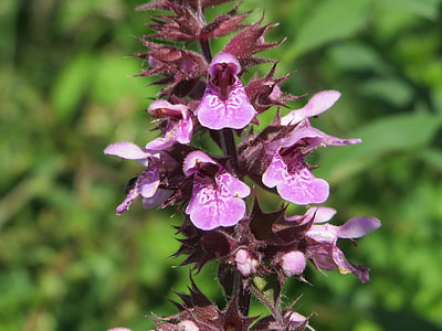 Galeopsis Tetrahit, Common Hemp-Nettle thumbnail