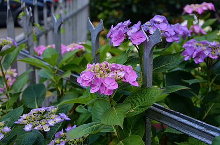 purple flowers near fence thumbnail