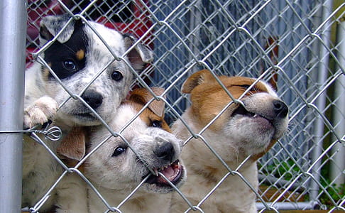 short-coated puppies biting off the fence thumbnail