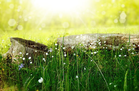 shallow depth of field photo of white petaled flower with green leafs thumbnail