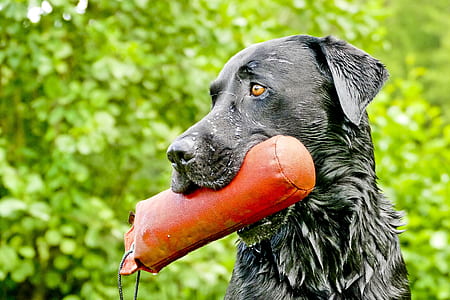 Labrador retriever biting red leather toy screenshot thumbnail