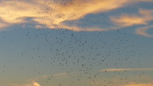 flock of birds under clear blue sky thumbnail