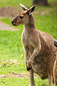brown kangaroo standing on grass field thumbnail