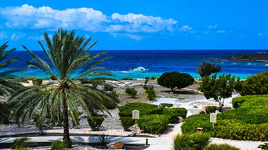 palm tree surrounded by green plants thumbnail