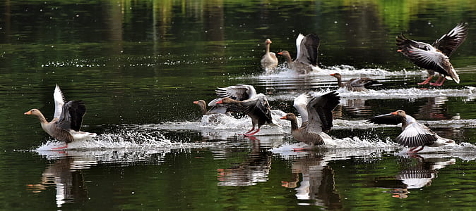 white-and-gray duck on body of water thumbnail