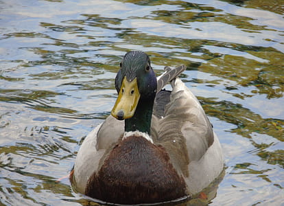 mallard duck on water thumbnail