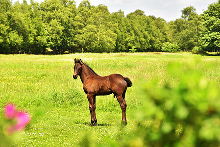 brown horse standing on green grass field during daytime thumbnail