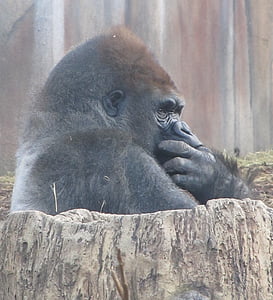 gorilla covering face near brown wall thumbnail