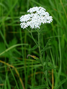 white petal flowers shallow focus photo thumbnail