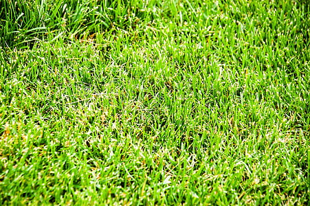 green grass thumbnail