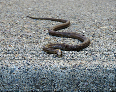 brown snake on concrete floor thumbnail