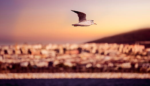 white and brown seagull thumbnail