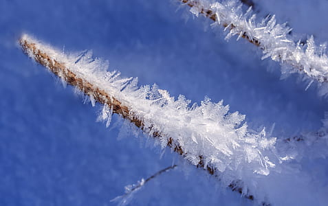 close-up photo of tree branch with snow thumbnail