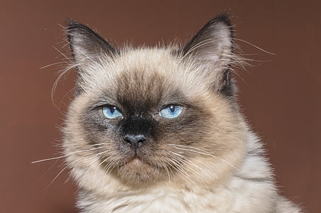 short-haired brown cat thumbnail