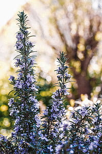 purple petaled flowers at daytime thumbnail