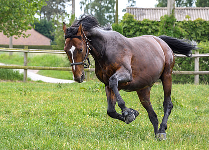adult brown horse running on grass field thumbnail