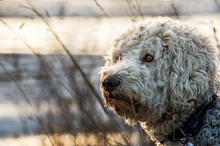 short-coated white dog close-up photography thumbnail