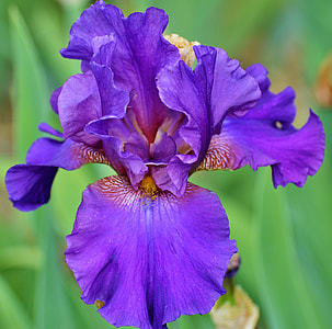 close-up photo of purple iris flower thumbnail