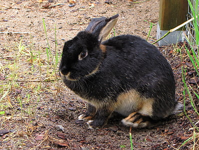 black and brown rabbit on ground thumbnail