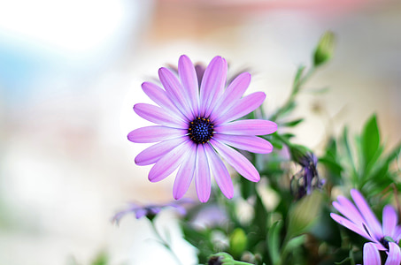 closeup photography of pink osteospermum flower thumbnail