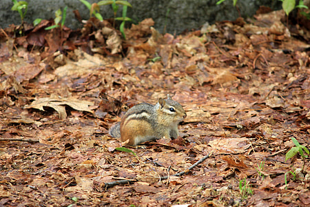 Small Chipmunk at Rib Mountain State Park, Wisconsin thumbnail