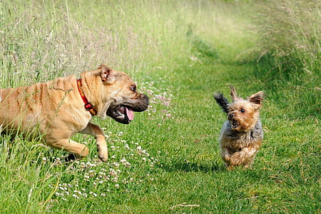 adult brown American bully and Yorkshire terrier running outdoor thumbnail