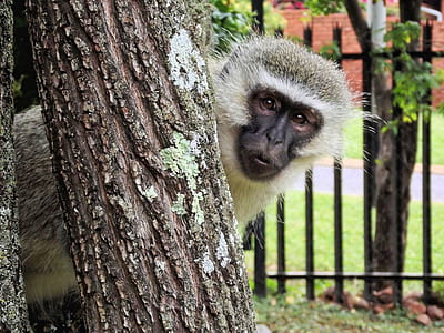 focus photo of monkey on tree thumbnail