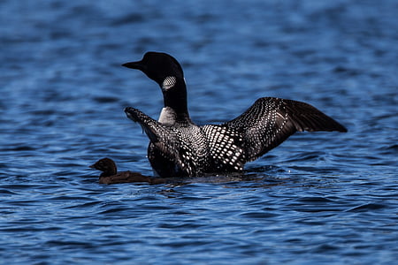 black and white duck with duckling in body of water thumbnail