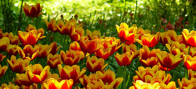 orange and yellow tulips field thumbnail