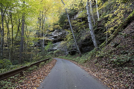gray asphalt road surrounded with green trees thumbnail