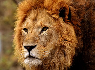 selective focus photography of lion thumbnail