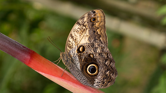Benalmádena Mariposario, Benalmádena thumbnail