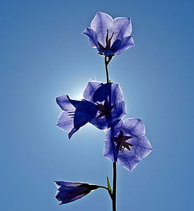 blue flowers under blue and white sunny sky during daytime thumbnail
