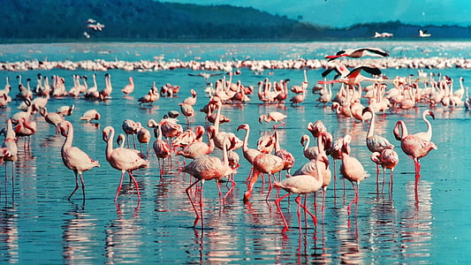 flock of pink flamingos on body of water thumbnail