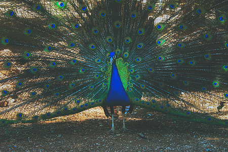 Peacock bird with wings and plumage thumbnail