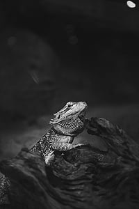 grayscale photography of bearded dragon thumbnail