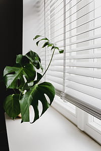 Monstera in the gold pot thumbnail