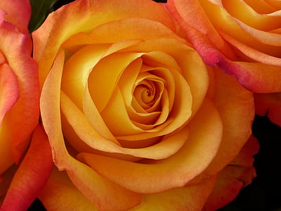 orange flowers thumbnail