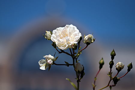 selective focus photography of white petaled flower thumbnail