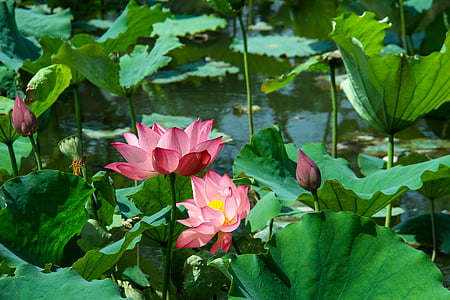 red flowers during daytime thumbnail
