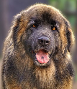 selective focus photography of adult brown and black Leonberger thumbnail