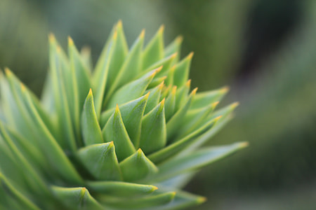 macro photography of green plant thumbnail