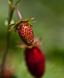 Strawberries, Fruit Strawberries thumbnail