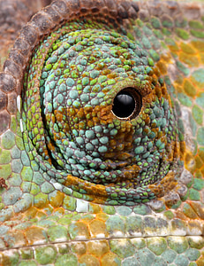 close-up photograph of lizard's eyes thumbnail