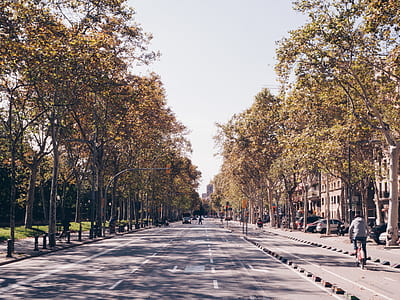 road between trees thumbnail