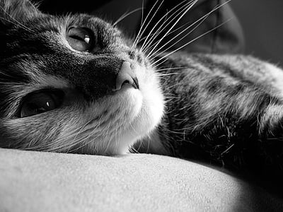 tabby cat lying on pad thumbnail
