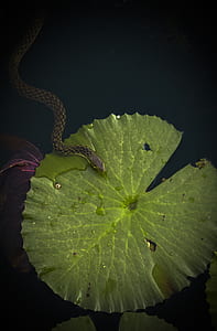 snake on green leaf thumbnail