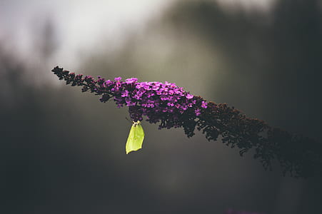 yellow butterfly perching on pink petaled flowers thumbnail